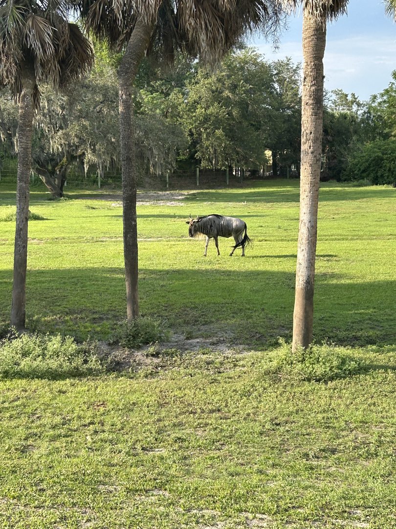 Jun. 2023- Eastern white-bearded wildebeest