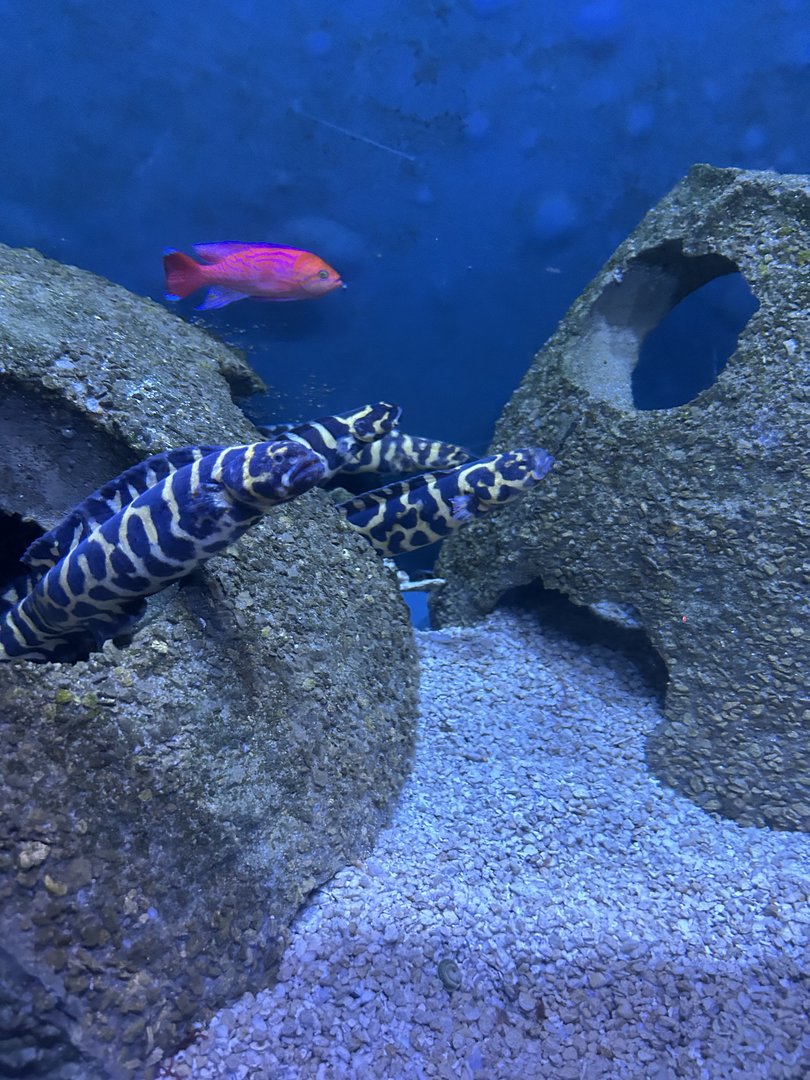 Jun. 2023- Engineer gobies and Twospot anthias