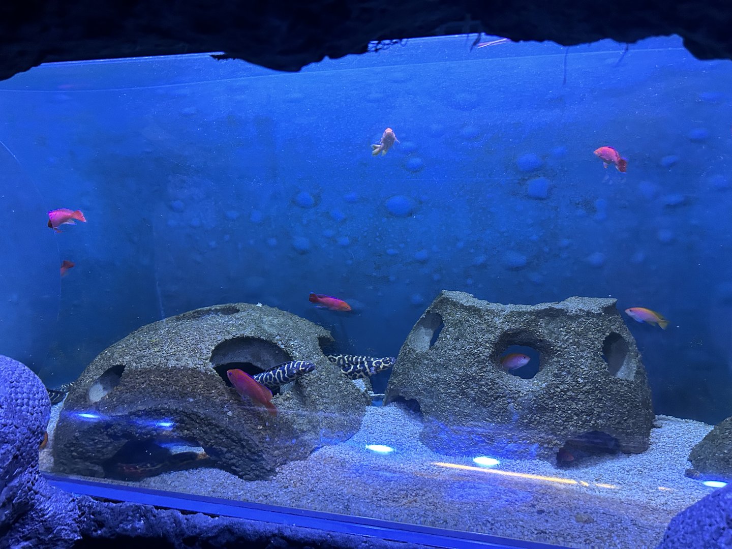 Jun. 2023- Engineer goby and Twospot anthias tank