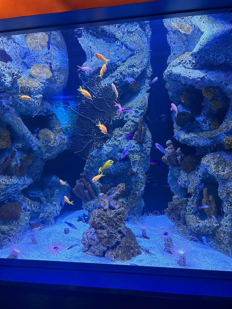 Jun. 2023- Extreme Reef tank