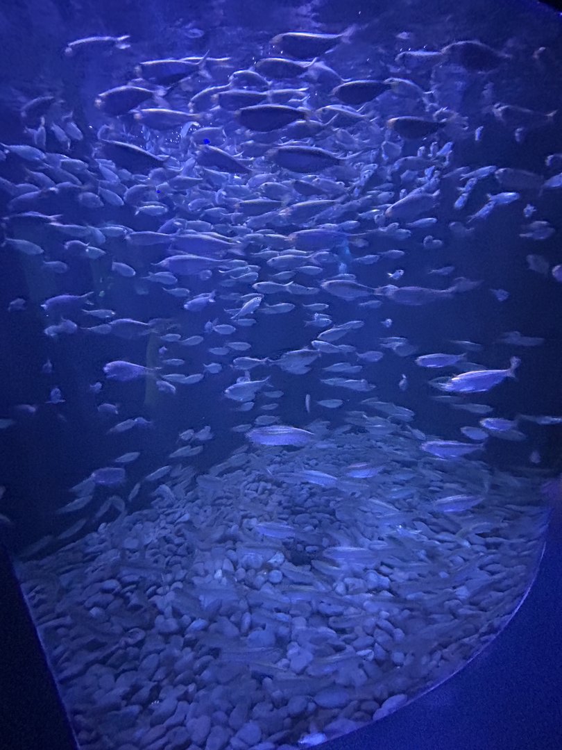 Jun. 2023- False pilchards