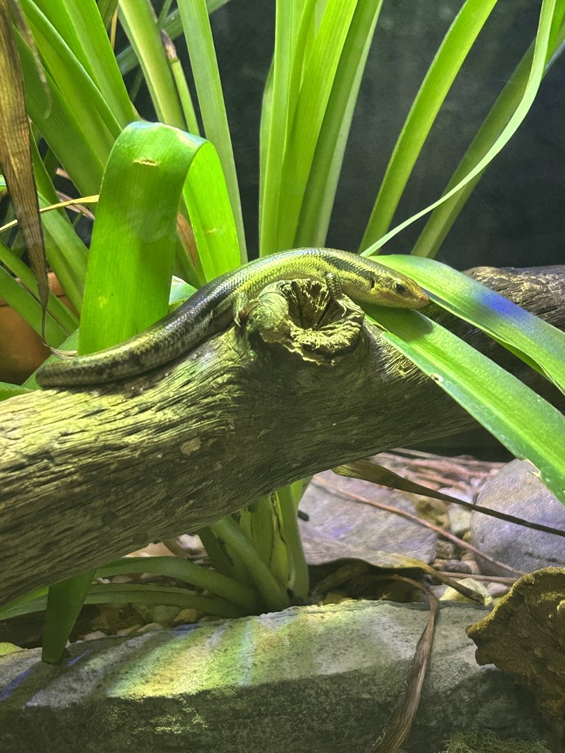 Jun. 2023- Five-lined skink