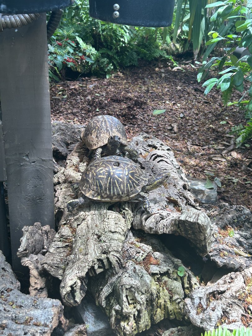 Jun. 2023- Florida box turtles