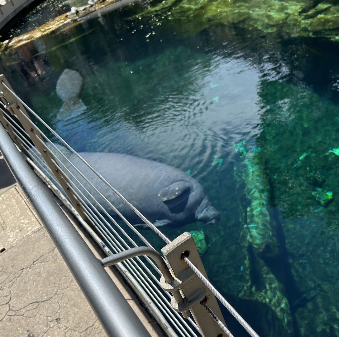 Jun. 2023- Florida manatee