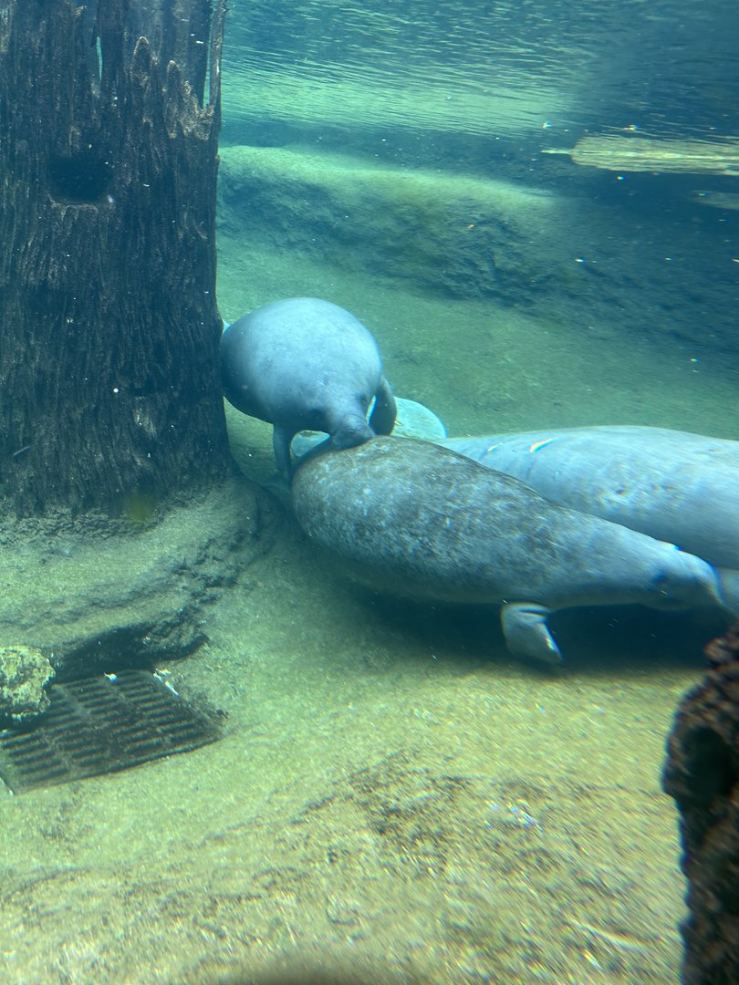 Jun. 2023- Florida manatees