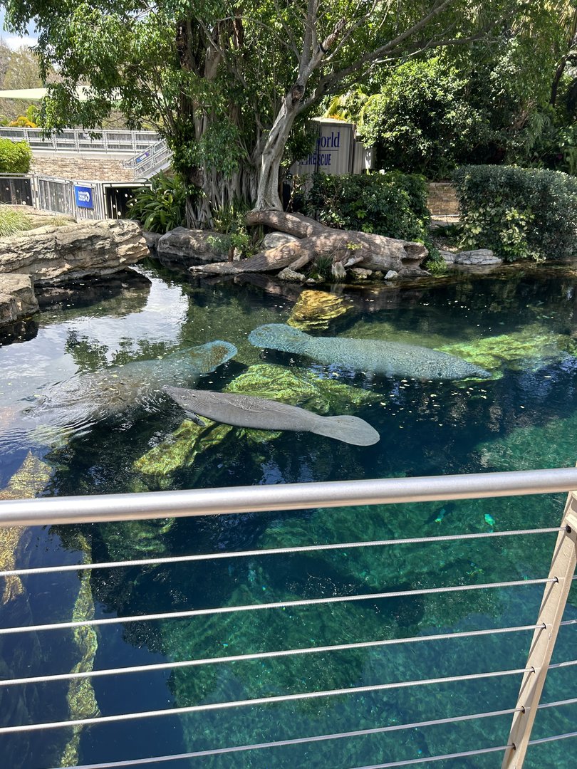 Jun. 2023- Florida manatees