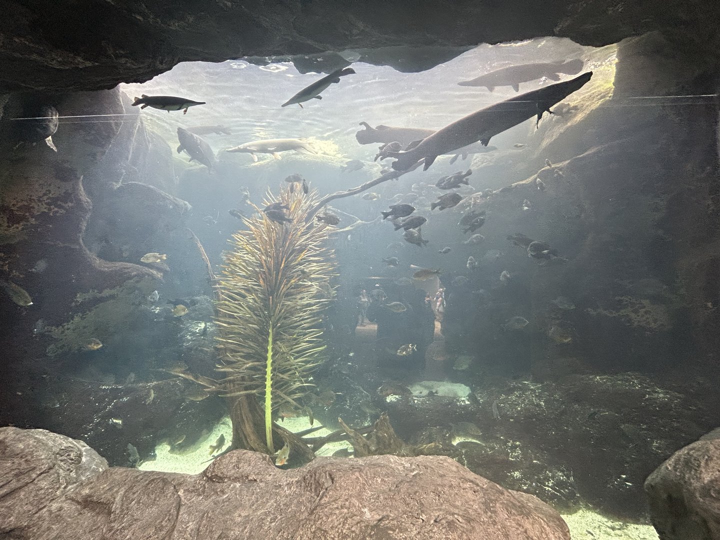 Jun. 2023- Florida Waters tank