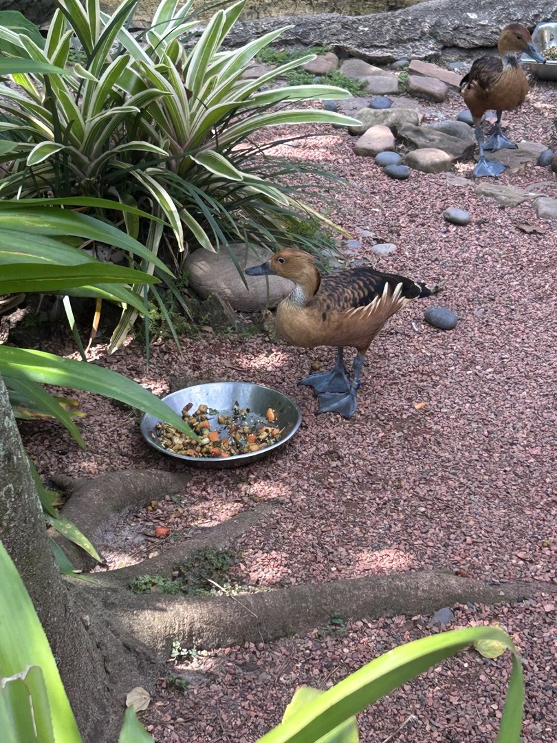 Jun. 2023- Fulvous whistling duck