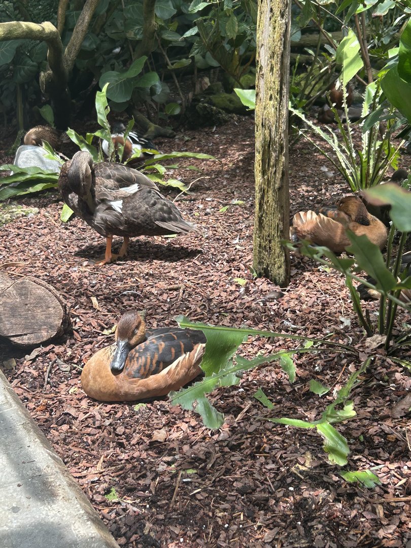 Jun. 2023- Fulvous whistling ducks and American black duck