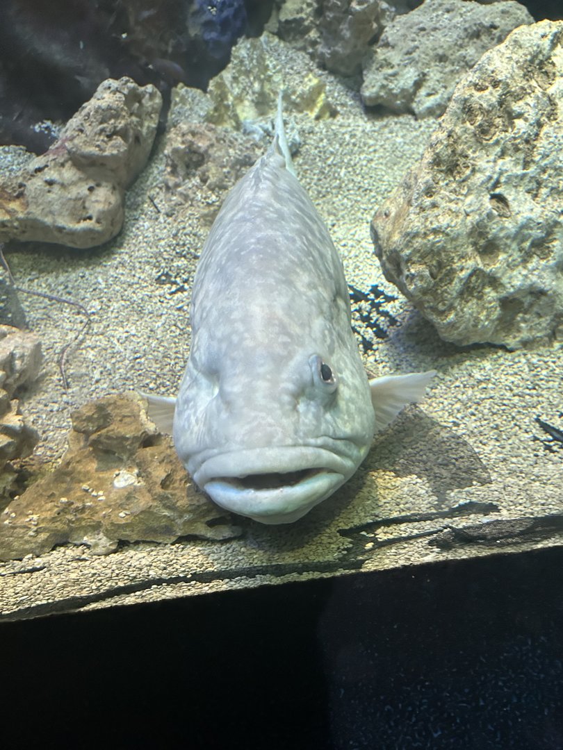 Jun. 2023- Gag grouper