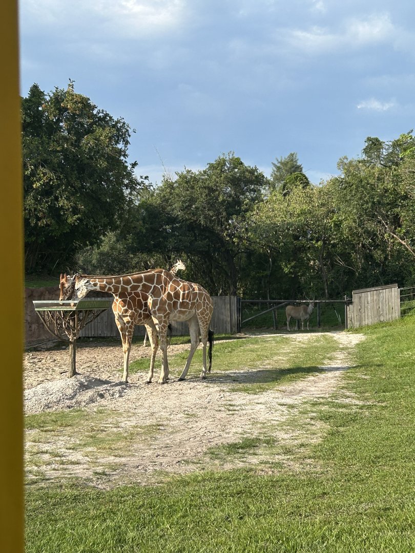 Jun. 2023- Generic giraffes and Common eland