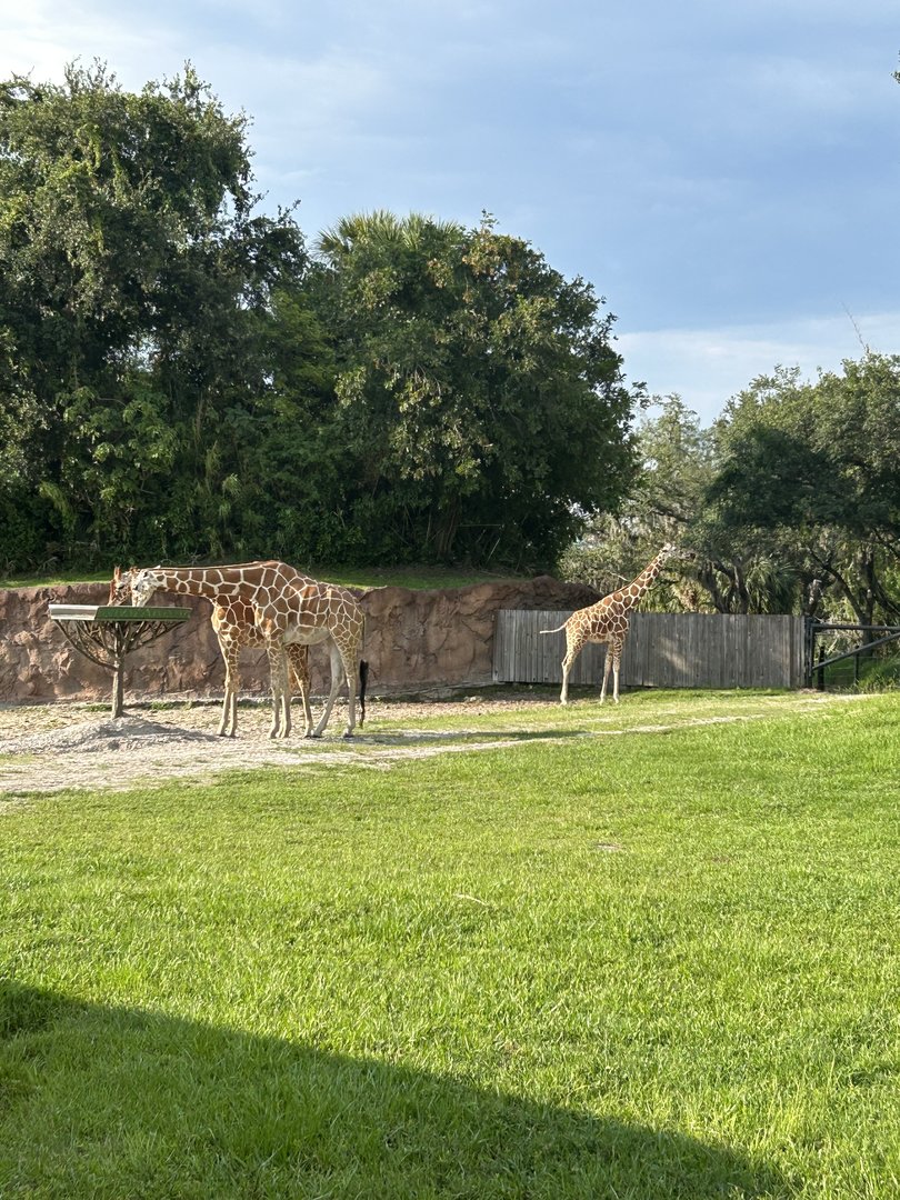 Jun. 2023- Generic giraffes