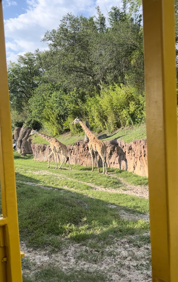 Jun. 2023- Generic giraffes