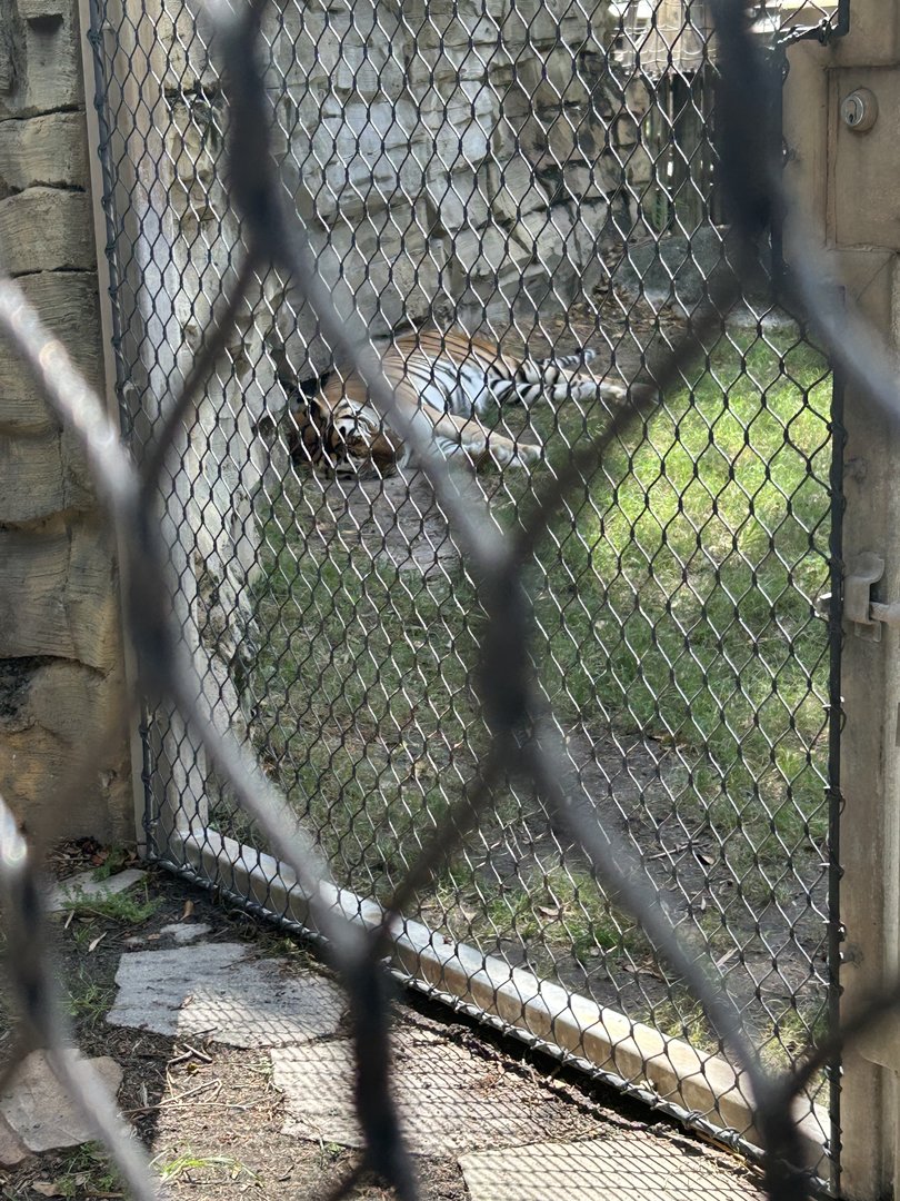 Jun. 2023- Generic tiger