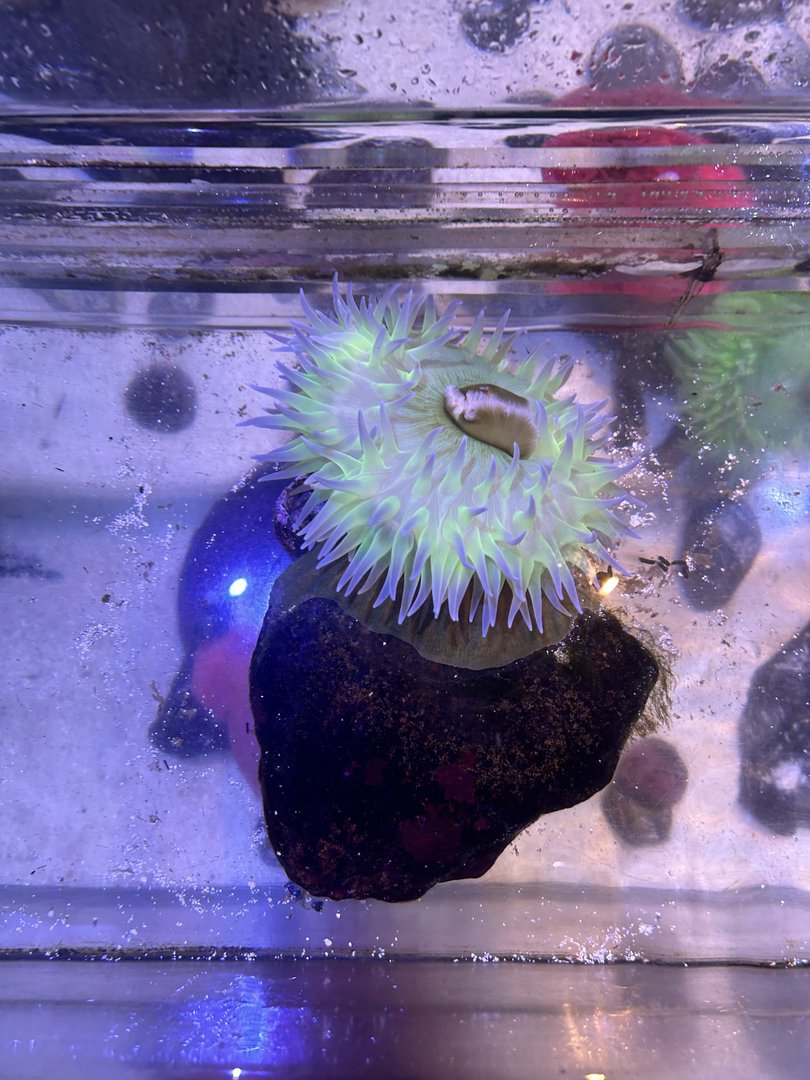 Jun. 2023- Giant green anemone