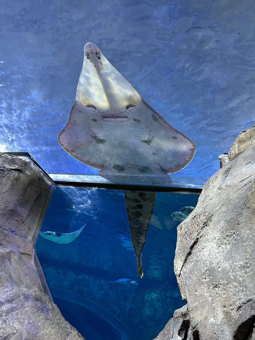 Jun. 2023- Giant guitarfish