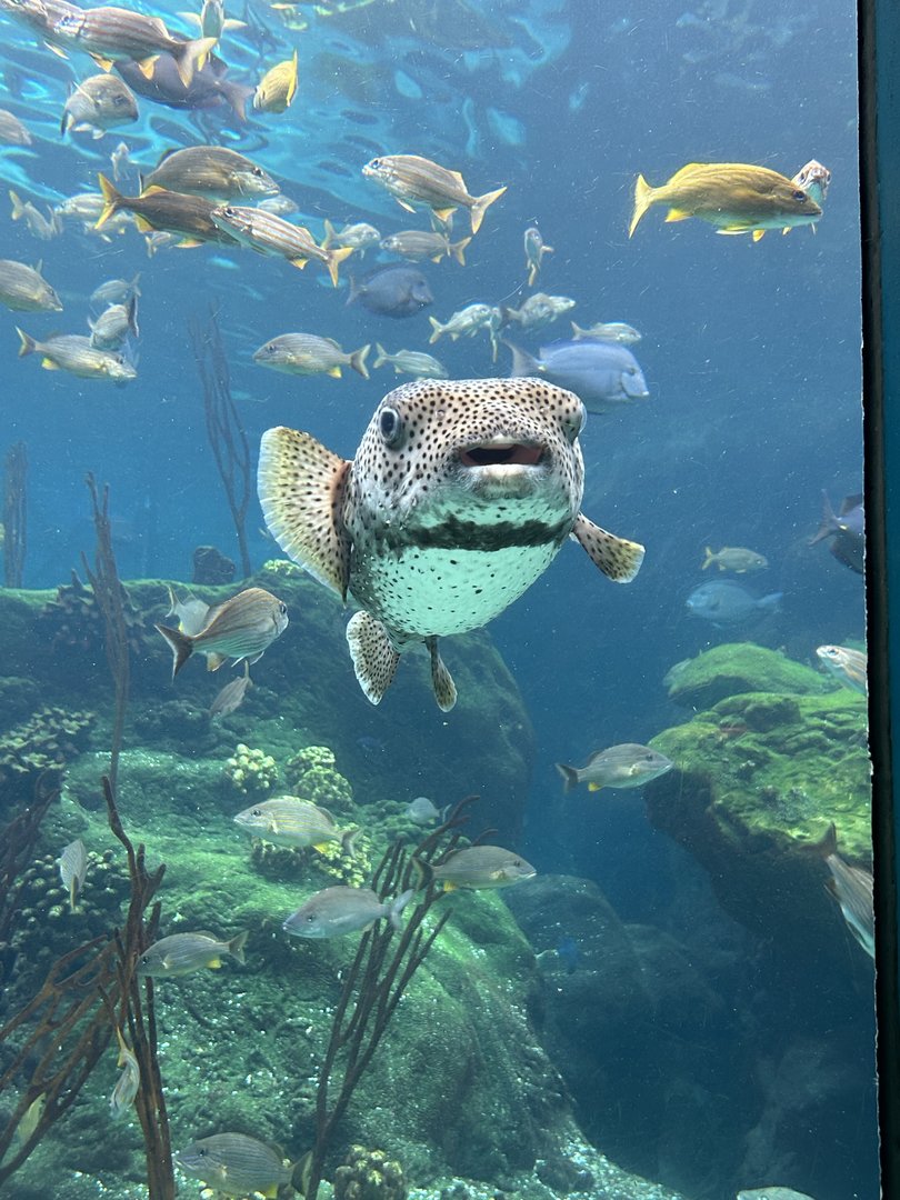 Jun. 2023- Giant porcupine puffer and various fishes