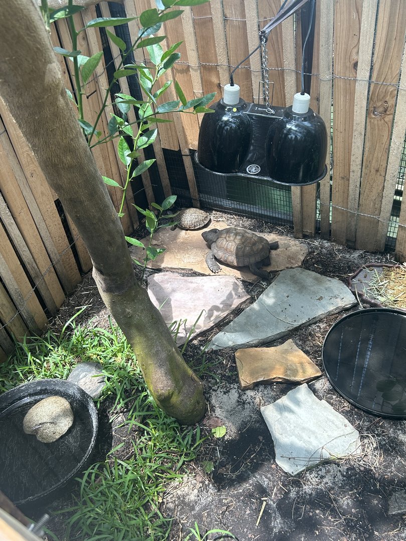 Jun. 2023- Gopher tortoise and Florida box turtle