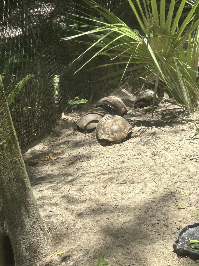Jun. 2023- Gopher tortoises