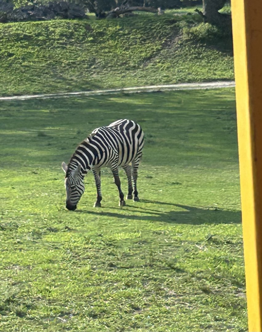Jun. 2023- Grant’s zebra