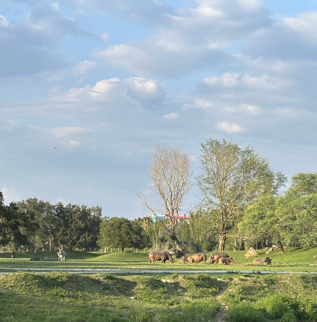 Jun. 2023- Grant’s zebras and Southern white rhinoceros