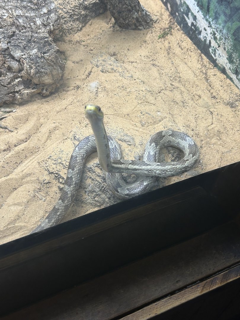 Jun. 2023- Gray rat snake