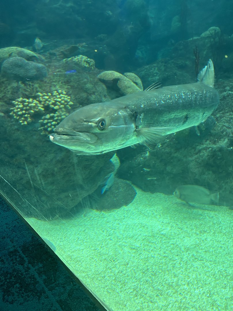 Jun. 2023- Great barracuda