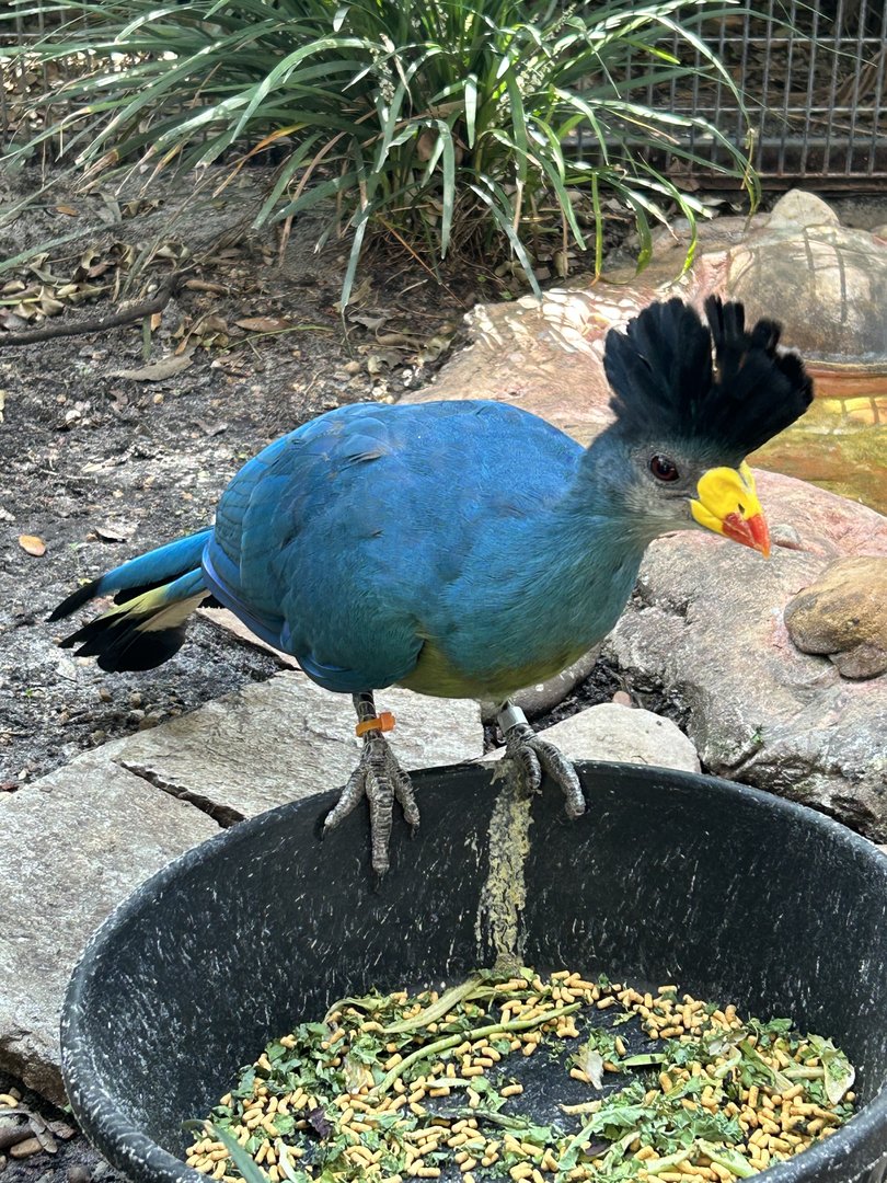 Jun. 2023- Great blue turaco