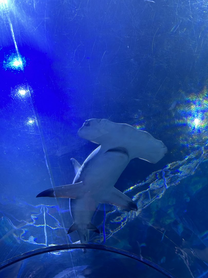 Jun. 2023- Great hammerhead