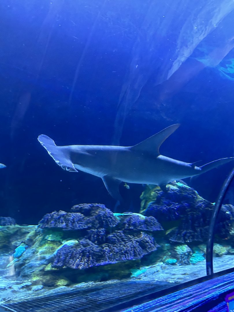 Jun. 2023- Great hammerhead