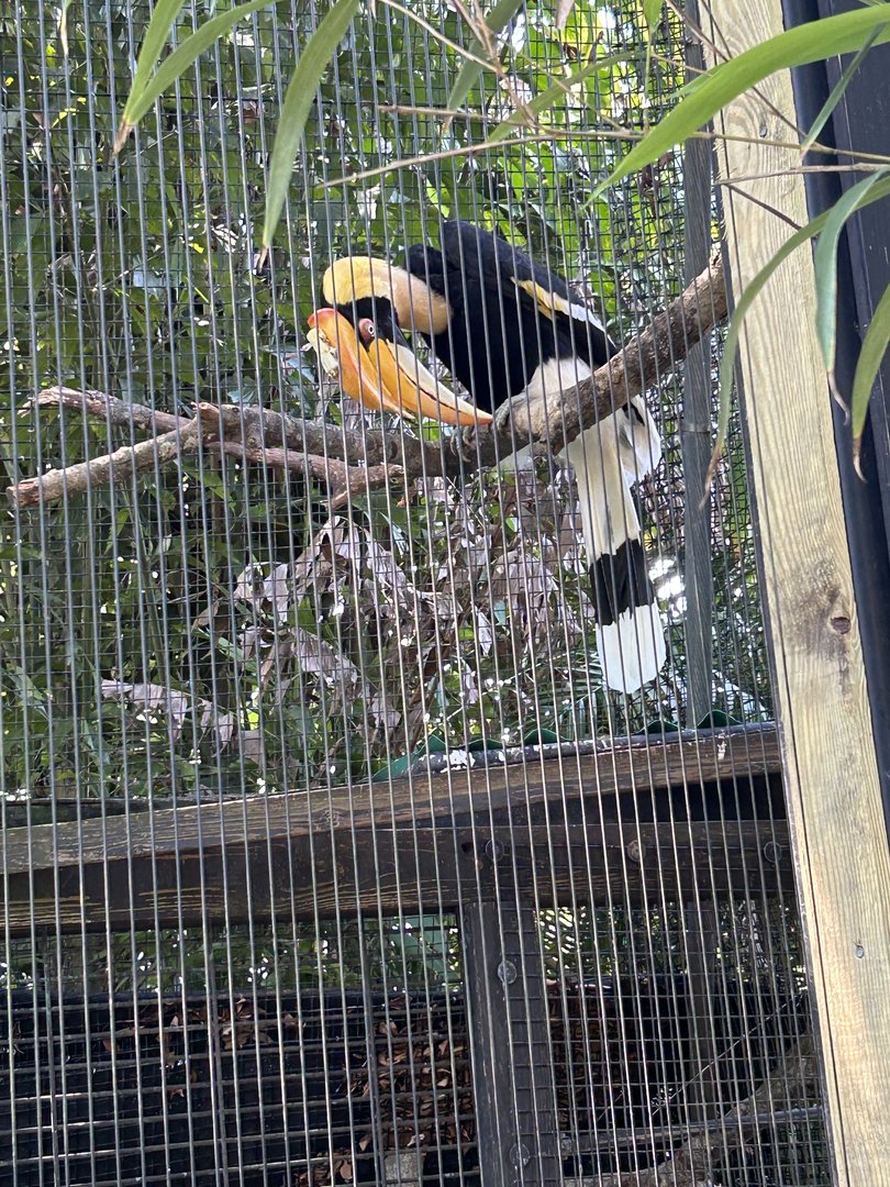 Jun. 2023- Great Indian hornbill