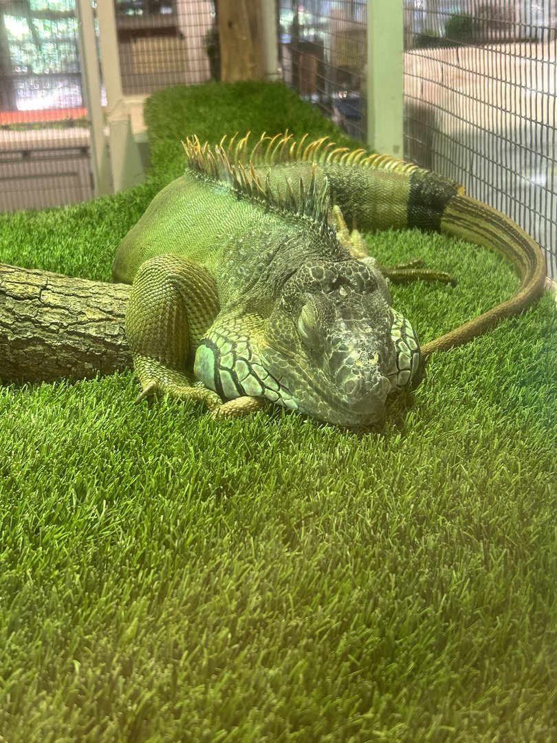 Jun. 2023- Green iguana