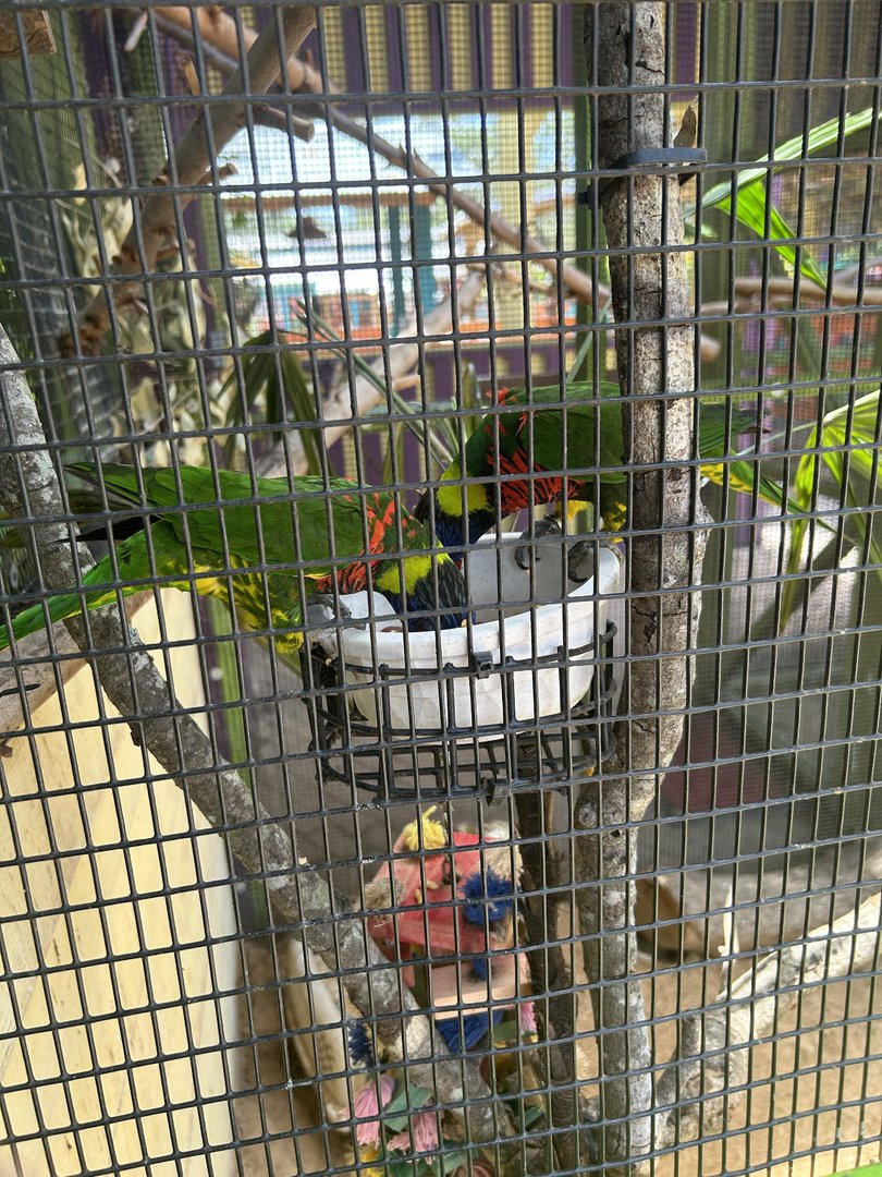 Jun. 2023- Green-naped lorikeets