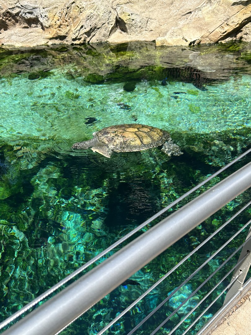 Jun. 2023- Green sea turtle