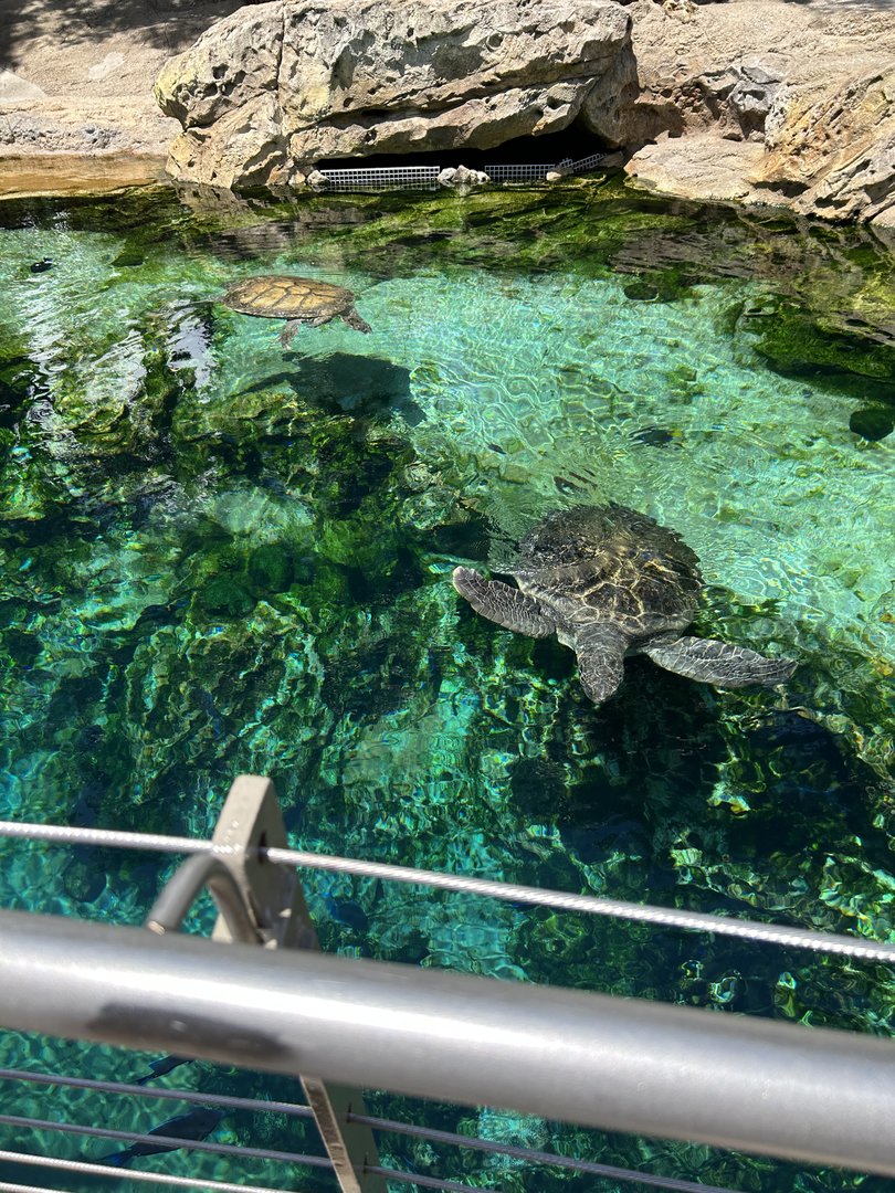 Jun. 2023- Green sea turtles