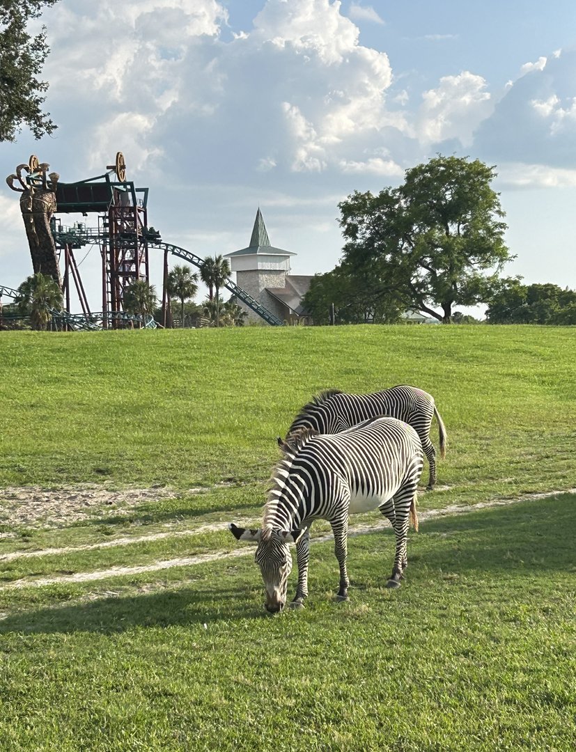 Jun. 2023- Grevy’s zebras