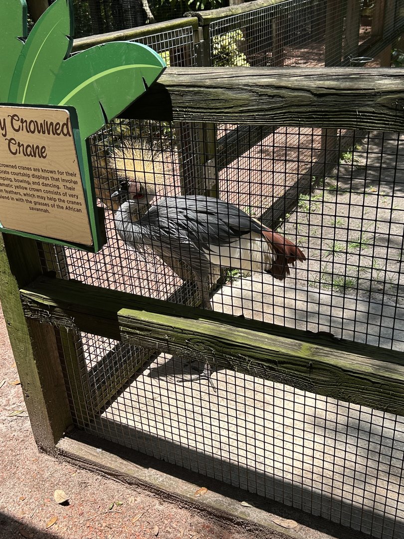 Jun. 2023- Grey crowned crane