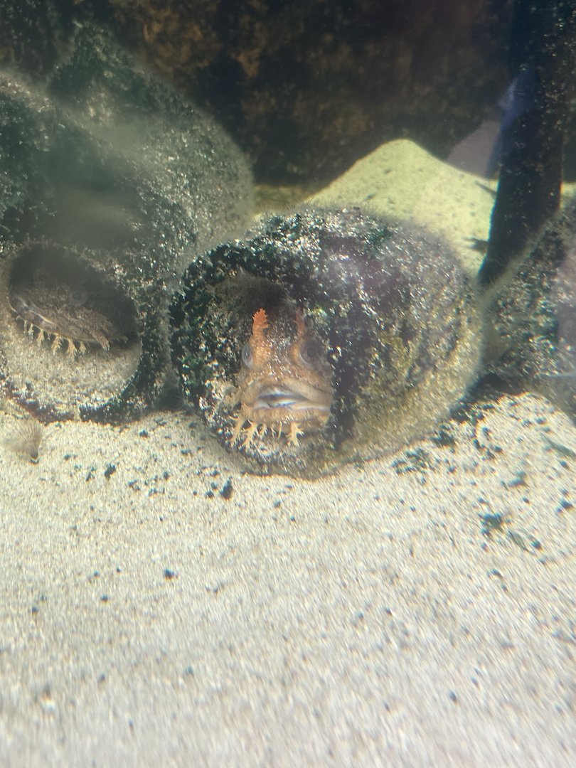 Jun. 2023- Gulf toadfish