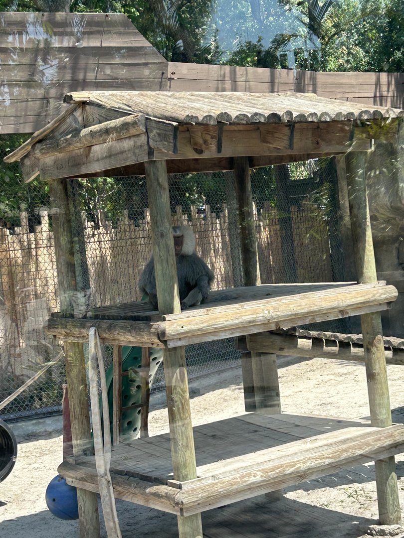 Jun. 2023- Hamadryas baboon