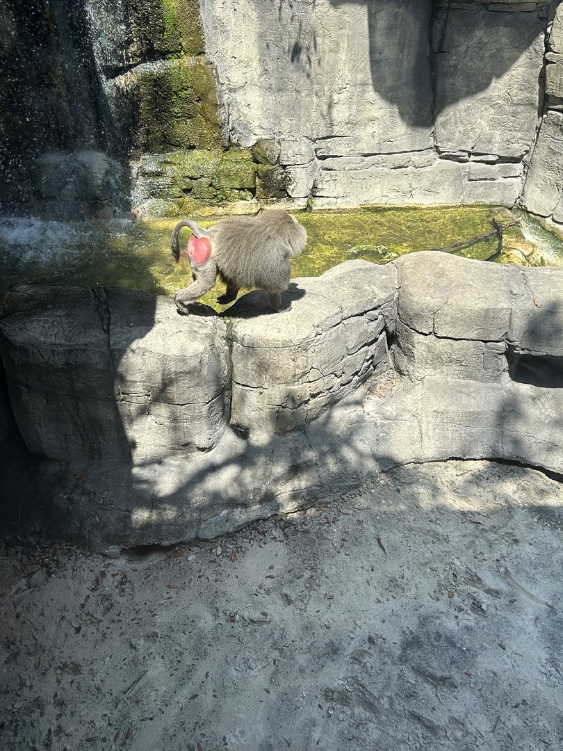 Jun. 2023- Hamadryas baboon