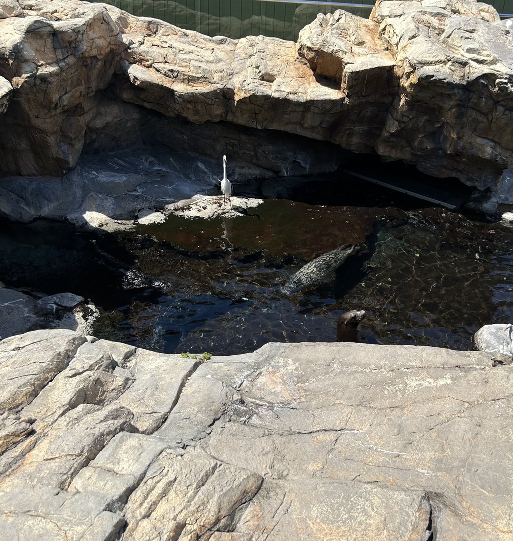 Jun. 2023- Harbor seals and California sea lion