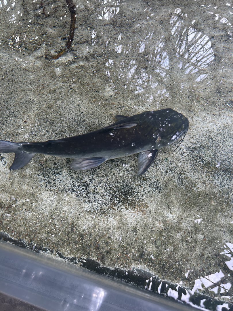 Jun. 2023- Hardhead catfish