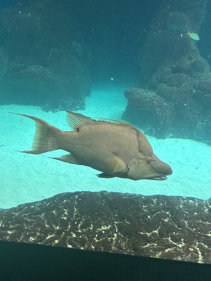 Jun. 2023- Hogfish