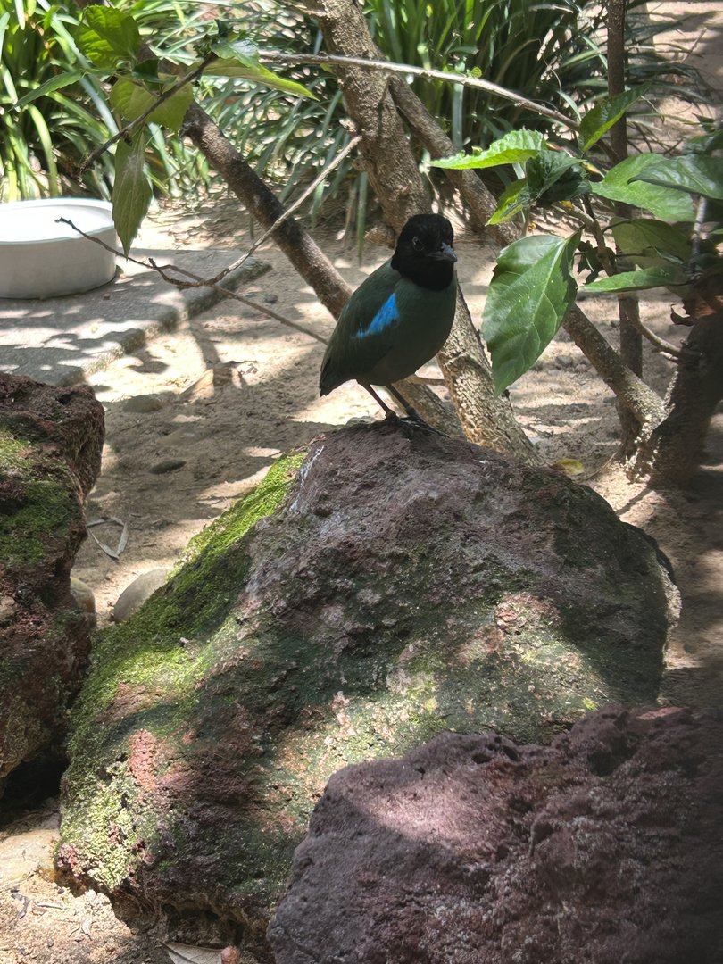 Jun. 2023- Hooded pitta