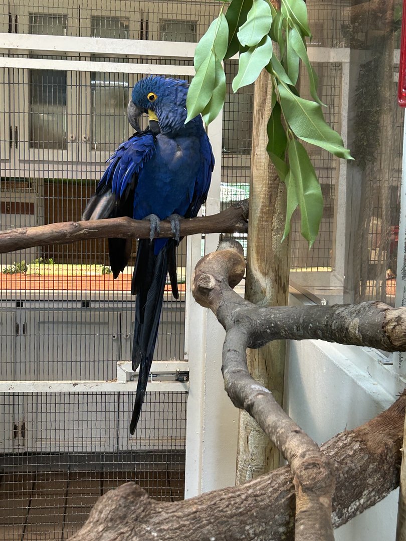 Jun. 2023- Hyacinth macaw