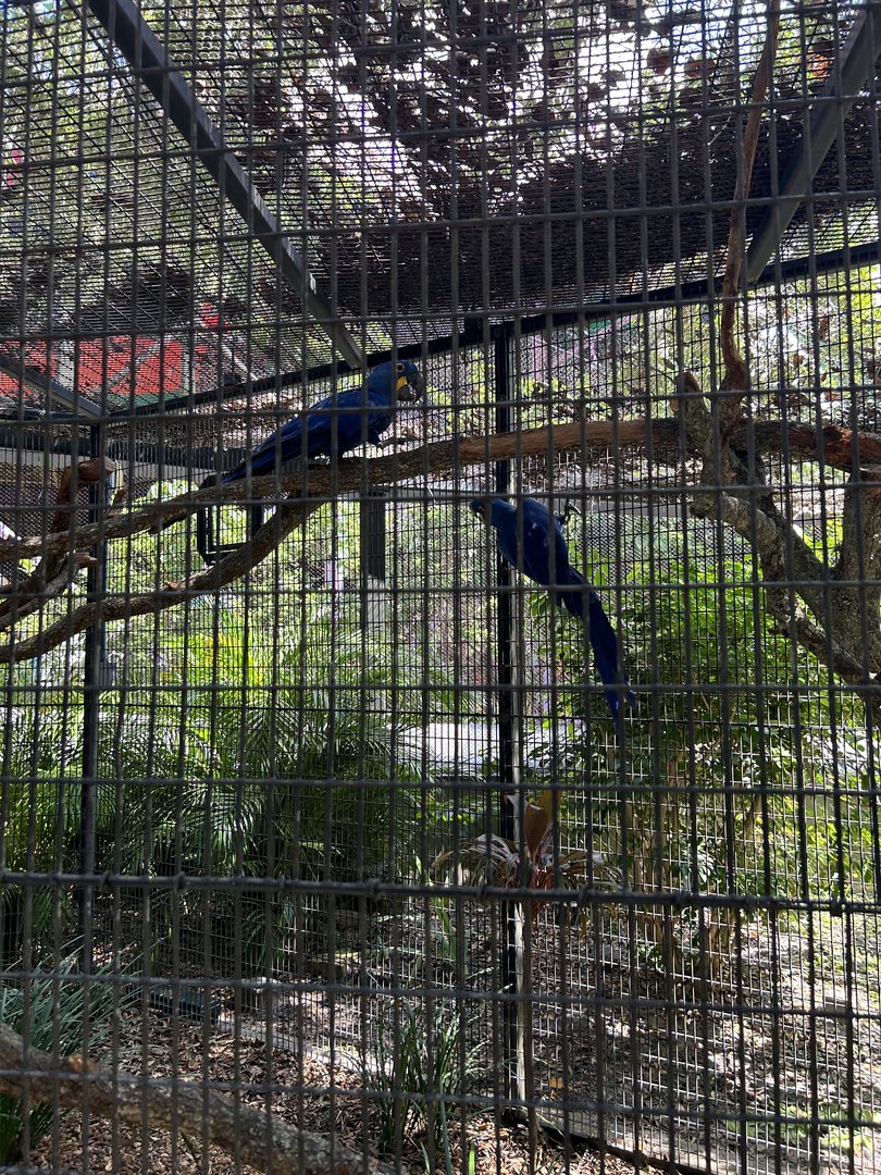 Jun. 2023- Hyacinth macaws