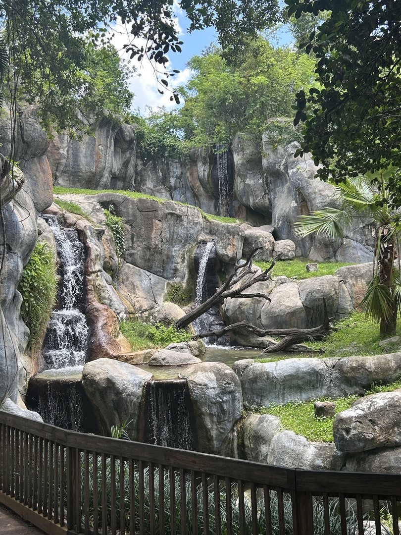Jun. 2023- Impressive view of gorilla exhibit