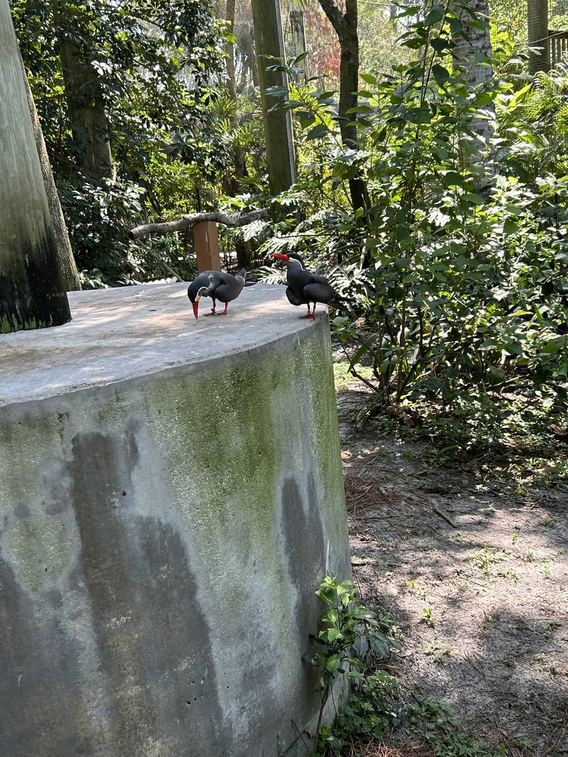 Jun. 2023- Inca terns