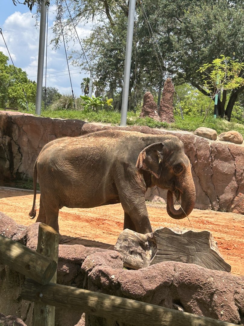 Jun. 2023- Indian elephant