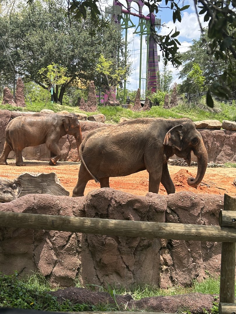 Jun. 2023- Indian elephants